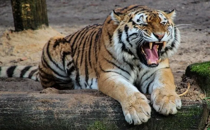 wildlife
